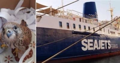 ΑΝΙΜΑ για Seajets: «Πουλιά πεθαίνουν στη Λήμνο | Αρνούνται να τα μεταφέρουν ασυνόδευτα»