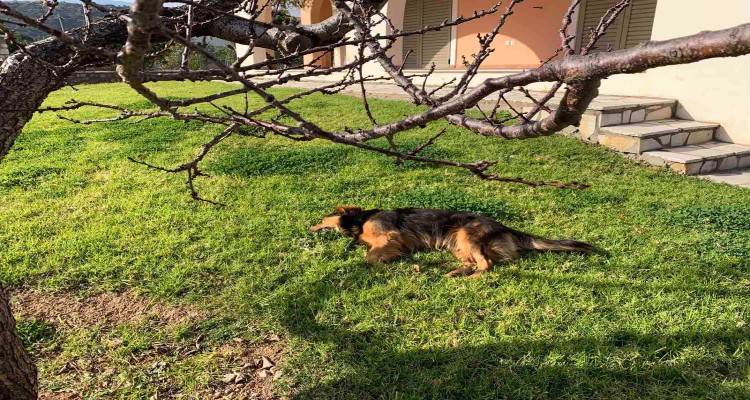Λήμνος – Έκκληση: «Προσέξτε τα σκυλιά σας! Εντοπίστηκε απαγορευμένο δηλητήριο»