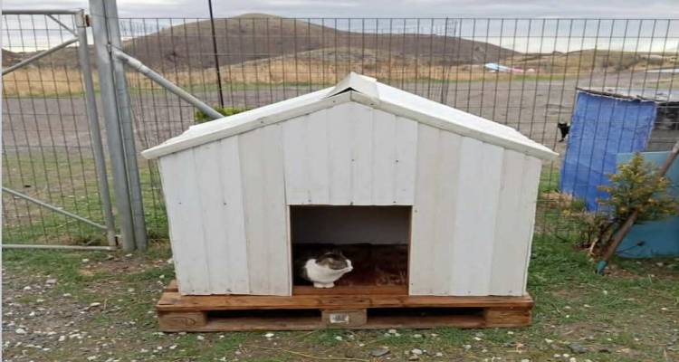 Λήμνος: Μεταφέρθηκαν τελικά τα σπιτάκια για τα αδέσποτα | Με ιδιωτική πρωτοβουλία η λύση, μετά τη δημόσια αντιπαράθεση