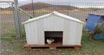 Λήμνος: Μεταφέρθηκαν τελικά τα σπιτάκια για τα αδέσποτα | Με ιδιωτική πρωτοβουλία η λύση, μετά τη δημόσια αντιπαράθεση