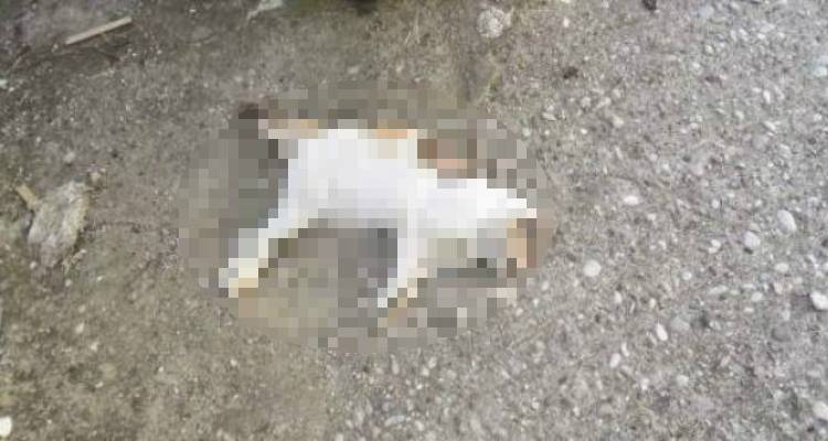 Φωτογραφία αρχείου