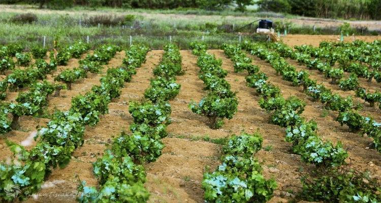 Αμπελοκαλλιεργητές Λήμνου: Φόβοι και για τη φετινή σοδειά