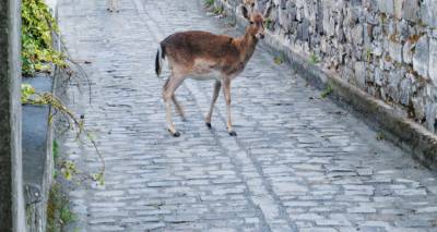 Φιλοζωικό Σωματείο Λήμνου: Το τυφλό ελάφι να μεταφερθεί στο Ελληνικό Κέντρο Περίθαλψης Άγριων Ζώων