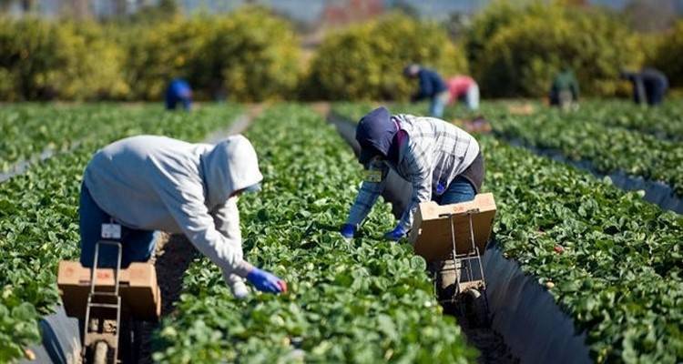 Αύριο 215.000 ευρώ στους αγρότες του Νομού Λέσβου από τον ΕΛ.Γ.Α.