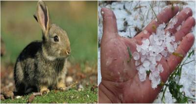 &Epsilon;&Lambda;&Gamma;&Alpha;: &Pi;&omicron;&rho;ί&sigma;&mu;&alpha;&tau;&alpha; &epsilon;&kappa;&tau;ί&mu;&eta;&sigma;&eta;&sigmaf; &zeta;&eta;&mu;&iota;ώ&nu; &alpha;&pi;ό &alpha;&gamma;&rho;&iota;&omicron;&kappa;&omicron;ύ&nu;&epsilon;&lambda;&alpha; &kappa;&alpha;&iota; &chi;&alpha;&lambda;ά&zeta;&iota; &sigma;&epsilon; &kappa;&alpha;&lambda;&lambda;&iota;έ&rho;&gamma;&epsilon;&iota;&epsilon;&sigmaf; &tau;&eta;&sigmaf; &Delta;.&Epsilon;. &Alpha;&tau;&sigma;&iota;&kappa;ή&sigmaf;