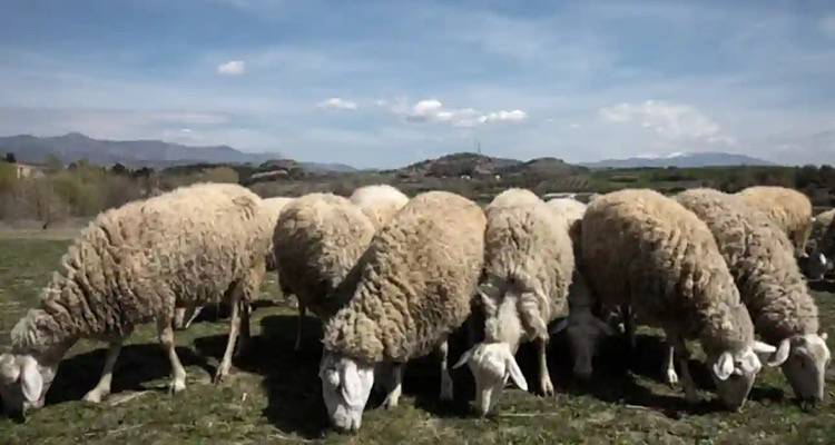 &Nu;έ&omicron; &pi;&iota;&theta;&alpha;&nu;ό &kappa;&rho;&omicron;ύ&sigma;&mu;&alpha; &epsilon;&upsilon;&lambda;&omicron;&gamma;&iota;ά&sigmaf; &sigma;&tau;&eta; &Lambda;ή&mu;&nu;&omicron; | &Nu;έ&omicron;&sigmaf; &sigma;&upsilon;&nu;&alpha;&gamma;&epsilon;&rho;&mu;ό&sigmaf; &sigma;&tau;&iota;&sigmaf; &kappa;&tau;&eta;&nu;&omicron;&tau;&rho;&omicron;&phi;&iota;&kappa;έ&sigmaf; &mu;&omicron;&nu;ά&delta;&epsilon;&sigmaf;