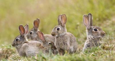 &Epsilon;&rho;ώ&tau;&eta;&sigma;&eta; &sigma;&tau;&eta; &Beta;&omicron;&upsilon;&lambda;ή &tau;&alpha; &pi;&rho;&omicron;&beta;&lambda;ή&mu;&alpha;&tau;&alpha; &alpha;&pi;ό &kappa;&alpha;&tau;&alpha;&sigma;&tau;&rho;&omicron;&phi;έ&sigmaf; &alpha;&gamma;&rho;&iota;&omicron;&kappa;&omicron;ύ&nu;&epsilon;&lambda;&omega;&nu; &sigma;&tau;&iota;&sigmaf; &kappa;&alpha;&lambda;&lambda;&iota;έ&rho;&gamma;&epsilon;&iota;&epsilon;&sigmaf; &tau;&eta;&sigmaf; &Lambda;ή&mu;&nu;&omicron;&upsilon;