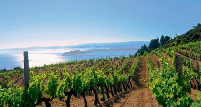 Λήμνος: Επιστολή της «Ένωσης» για ασάφειες στις πληρωμές έκτακτης ενίσχυσης σε οινοπαραγωγούς του νησιού