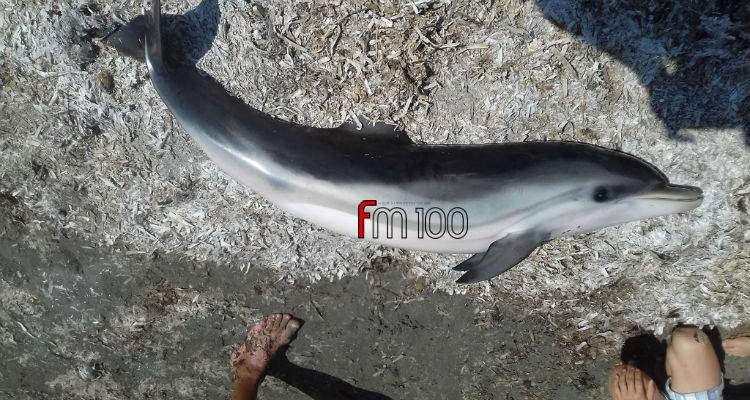 &Nu;&epsilon;&kappa;&rho;ό &delta;&epsilon;&lambda;&phi;ί&nu;&iota; &sigma;&tau;&omicron; &Kappa;έ&rho;&omicron;&sigmaf; (photos)