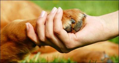 Το Animal Rescue Lemnos απαντά στο Φιλοζωικό Σωματείο Λήμνου