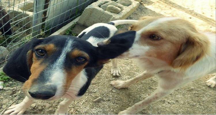 Το Φιλοζωικό Σωματείο Λήμνου ευχαριστεί τους εθελοντές του