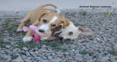 Animal Rescue Lemnos: &Pi;&omicron;ύ &kappa;&alpha;&tau;&alpha;&lambda;ή&gamma;&omicron;&upsilon;&nu; &tau;&alpha; &alpha;&delta;έ&sigma;&pi;&omicron;&tau;&alpha;, &alpha;&phi;&omicron;ύ &delta;&epsilon;&nu; &upsilon;&pi;ά&rho;&chi;&epsilon;&iota; &pi;&iota;&alpha; &chi;ώ&rho;&omicron;&sigmaf; &sigma;&tau;&omicron; &kappa;&alpha;&tau;&alpha;&phi;ύ&gamma;&iota;&omicron;;