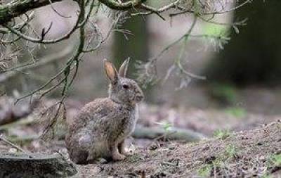 Ερώτηση για τα αγριοκούνελα της Λήμνου κατέθεσε ο Παύλος Βογιατζής