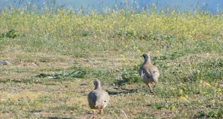 &Alpha;&nu;&alpha;&pi;&alpha;&rho;&alpha;&gamma;&omega;&gamma;&iota;&kappa;ή &pi;&epsilon;&rho;ί&omicron;&delta;&omicron; &gamma;&iota;&alpha; &tau;&eta;&nu; Ά&gamma;&rho;&iota;&alpha; &Zeta;&omega;ή &amp; &epsilon;&kappa;&gamma;ύ&mu;&nu;&alpha;&sigma;&eta; &sigma;&kappa;ύ&lambda;&omega;&nu;