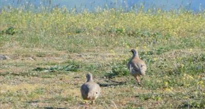 &Alpha;&nu;&alpha;&pi;&alpha;&rho;&alpha;&gamma;&omega;&gamma;&iota;&kappa;ή &pi;&epsilon;&rho;ί&omicron;&delta;&omicron; &gamma;&iota;&alpha; &tau;&eta;&nu; Ά&gamma;&rho;&iota;&alpha; &Zeta;&omega;ή &amp; &epsilon;&kappa;&gamma;ύ&mu;&nu;&alpha;&sigma;&eta; &sigma;&kappa;ύ&lambda;&omega;&nu;
