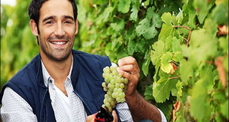 Η «Ένωση» Λήμνου ξεκίνησε πληρωμές για το φετινό τρύγο