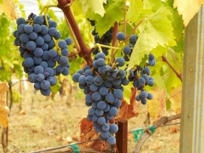 Νέα δικαιώματα στη φύτευση αμπελώνων