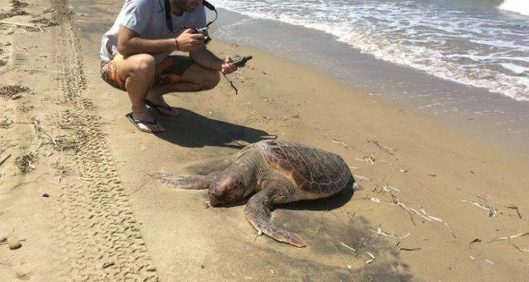 Ανθρώπινο χέρι υπαίτιο για το θάνατο της Καρέτα Καρέτα στα Λύχνα (mp3)