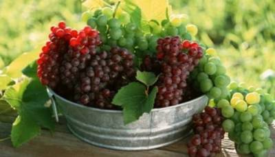 25 Αυγούστου ξεκινάει ο τρυγητός στη Λήμνο