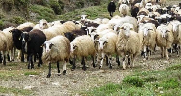 Λήμνος: Επιβεβαιώθηκαν κρούσματα Καταρροϊκού Πυρετού του Προβάτου