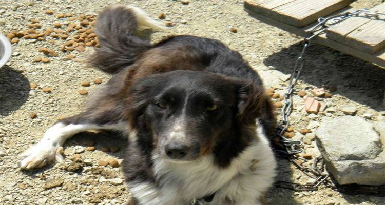 &Mu;&pi;&lambda;ά&nu;&kappa;&iota;: &Eta; &Lambda;&eta;&mu;&nu;&iota;ά &sigma;&kappa;&upsilon;&lambda;ί&tau;&sigma;&alpha; &pi;&omicron;&upsilon; &zeta;&eta;&tau;ά &phi;&iota;&lambda;&omicron;&xi;&epsilon;&nu;ί&alpha; &mu;ό&lambda;&iota;&sigmaf; &gamma;&iota;&alpha; 7 &eta;&mu;έ&rho;&epsilon;&sigmaf;