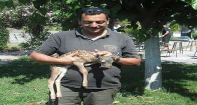 Ελάφι και πάλι στη φύση της Λήμνου ένα χρόνο μετά (photos)