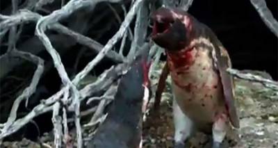 &Pi;&iota;&gamma;&kappa;&omicron;&upsilon;ί&nu;&omicron;&sigmaf; &gamma;&upsilon;&rho;&nu;ά &sigma;&tau;&eta; &phi;&omega;&lambda;&iota;ά &tau;&omicron;&upsilon;, &beta;&rho;ί&sigma;&kappa;&epsilon;&iota; &tau;&eta;&nu; &gamma;&upsilon;&nu;&alpha;ί&kappa;&alpha; &tau;&omicron;&upsilon; &mu;&epsilon; ά&lambda;&lambda;&omicron;&nu; &kappa;&alpha;&iota; &chi;ύ&nu;&epsilon;&tau;&alpha;&iota; &alpha;ί&mu;&alpha; (video)