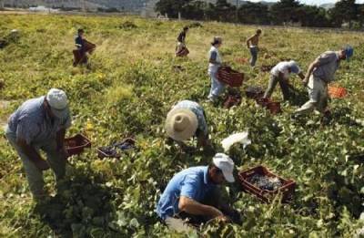 Ολοκληρώθηκε ο Τρυγητός στη Λήμνο