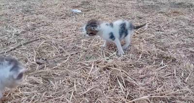 Έ&xi;&iota; &mu;&iota;&kappa;&rho;έ&sigmaf; &zeta;&omega;έ&sigmaf; &sigma;&epsilon; &kappa;ί&nu;&delta;&upsilon;&nu;&omicron; | Έ&kappa;&kappa;&lambda;&eta;&sigma;&eta; &alpha;&pi;ό &tau;&eta;&nu; Animal Rescue Lemnos