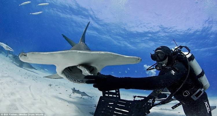 Ο γητευτής των καρχαριών: Ατρόμητος δύτης χαϊδεύει γιγάντιο σφυροκέφαλο (photos)