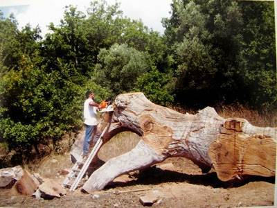 Έγκριση για συγκομιδή ξερών κορμών δέντρων στη Λήμνο