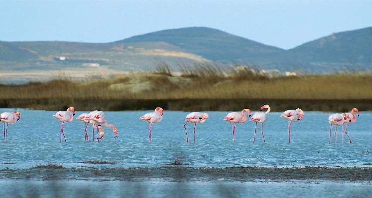 Ο θαυμαστός κόσμος της Λήμνου