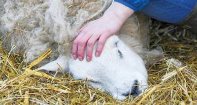 Η Λήμνος με 100.000 ζώα δεν έχει κτηνίατρο