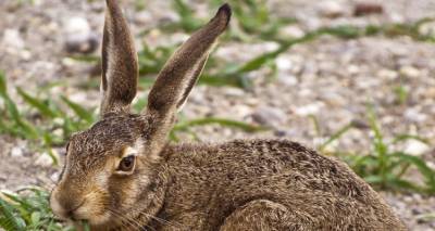 &Omicron;&lambda;&omicron;&kappa;&lambda;&eta;&rho;&omega;&mu;έ&nu;&eta; &delta;&iota;&alpha;&chi;&epsilon;ί&rho;&iota;&sigma;&eta; &tau;&omega;&nu; &alpha;&rho;&gamma;&iota;&omicron;&kappa;&omicron;ύ&nu;&epsilon;&lambda;&omega;&nu; &tau;&eta;&sigmaf; &Lambda;ή&mu;&nu;&omicron;&upsilon;: &Mu;&epsilon;&tau;&alpha;&tau;&rho;&omicron;&pi;ή &tau;&omicron;&upsilon; &pi;&rho;&omicron;&beta;&lambda;ή&mu;&alpha;&tau;&omicron;&sigmaf; &tau;&omicron;&upsilon; &upsilon;&pi;&epsilon;&rho;&pi;&lambda;&eta;&theta;&upsilon;&sigma;&mu;&omicron;ύ &tau;&omicron;&upsilon;&sigmaf; &sigma;&epsilon; &beta;&iota;ώ&sigma;&iota;&mu;&omicron; &beta;&iota;&omicron;&tau;&iota;&kappa;ό &pi;ό&rho;&omicron;.