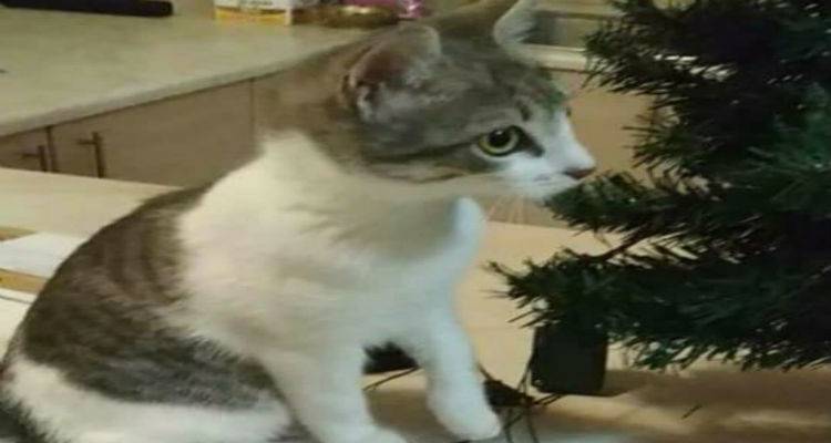 &Chi;ά&theta;&eta;&kappa;&epsilon; &eta; &gamma;ά&tau;&alpha; &tau;&eta;&sigmaf; &phi;&omega;&tau;&omicron;&gamma;&rho;&alpha;&phi;ί&alpha;&sigmaf;