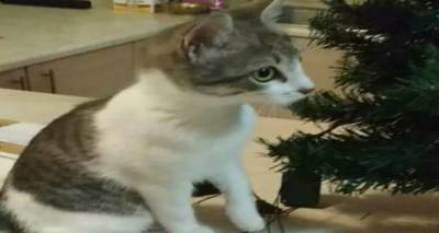 &Chi;ά&theta;&eta;&kappa;&epsilon; &eta; &gamma;ά&tau;&alpha; &tau;&eta;&sigmaf; &phi;&omega;&tau;&omicron;&gamma;&rho;&alpha;&phi;ί&alpha;&sigmaf;