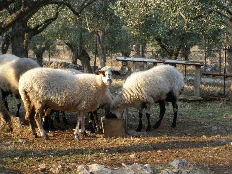 Σε Λήμνο και Άγιο Ευστράτιο ο προϊστάμενος της Κτηνιατρική Υπηρεσίας της Περιφέρειας
