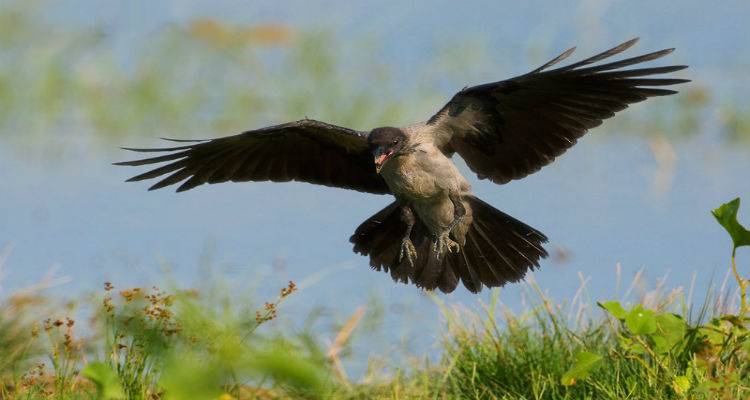 Ξεκινάει και πάλι η καταπολέμηση κορακοειδών στη Λήμνο με έπαθλο δωρεάν φυσίγγια
