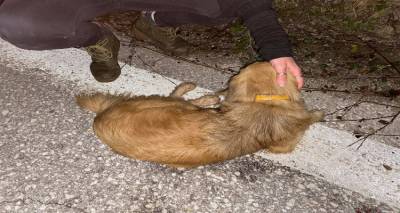 &Lambda;ή&mu;&nu;&omicron;&sigmaf;: &Chi;&tau;ύ&pi;&eta;&sigma;&alpha;&nu; &kappa;&alpha;&iota; ά&phi;&eta;&sigma;&alpha;&nu; &sigma;&tau;&eta;&nu; ά&sigma;&phi;&alpha;&lambda;&tau;&omicron; &sigma;&kappa;&upsilon;&lambda;ί | &Alpha;&nu;&alpha;&zeta;&eta;&tau;&epsilon;ί&tau;&alpha;&iota; &omicron; &iota;&delta;&iota;&omicron;&kappa;&tau;ή&tau;&eta;&sigmaf; (photos)