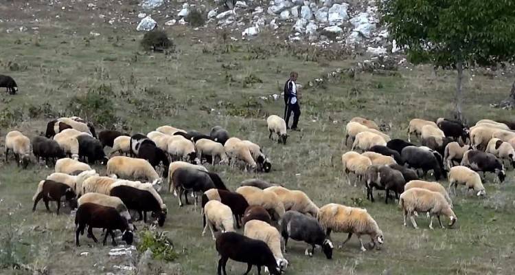 Στο ταμείο για την Έκτακτη Ενίσχυση οι κτηνοτρόφοι