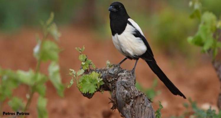 Λήμνος: Πρόγραμμα ελέγχου πληθυσμού κορακοειδών 2018-2019