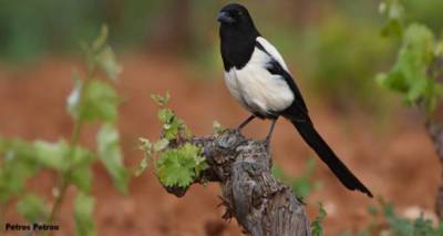 Λήμνος: Πρόγραμμα ελέγχου πληθυσμού κορακοειδών 2018-2019