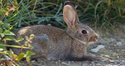 &Nu;έ&alpha; &Kappa;&omicron;ύ&tau;&alpha;&lambda;&eta;: &Delta;ή&lambda;&omega;&sigma;&eta; &zeta;&eta;&mu;&iota;ώ&nu; &sigma;&tau;&alpha; &alpha;&mu;&pi;έ&lambda;&iota;&alpha; &alpha;&pi;ό &alpha;&gamma;&rho;&iota;&omicron;&kappa;&omicron;ύ&nu;&epsilon;&lambda;&alpha;