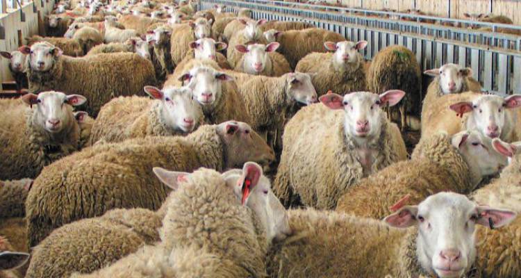 Μέτρα για την ευλογιά των προβάτων ανακοίνωσε σήμερα το Επαρχείο Λήμνου