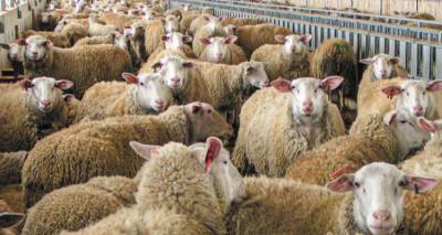 &Mu;έ&tau;&rho;&alpha; &gamma;&iota;&alpha; &tau;&eta;&nu; &epsilon;&upsilon;&lambda;&omicron;&gamma;&iota;ά &tau;&omega;&nu; &pi;&rho;&omicron;&beta;ά&tau;&omega;&nu; &alpha;&nu;&alpha;&kappa;&omicron;ί&nu;&omega;&sigma;&epsilon; &sigma;ή&mu;&epsilon;&rho;&alpha; &tau;&omicron; &Epsilon;&pi;&alpha;&rho;&chi;&epsilon;ί&omicron; &Lambda;ή&mu;&nu;&omicron;&upsilon;