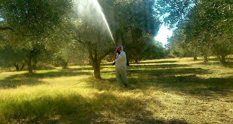 4ος ψεκασμός δακοκτονίας στη Λήμνο | Αναλυτικά το πρόγραμμα