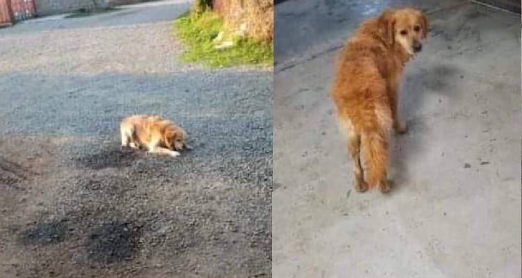 &Lambda;ή&mu;&nu;&omicron;&sigmaf;: &Chi;ά&theta;&eta;&kappa;&epsilon; &sigma;&kappa;ύ&lambda;&omicron;&sigmaf; &sigma;&tau;&omicron; &Kappa;&alpha;&rho;&pi;ά&sigma;&iota;
