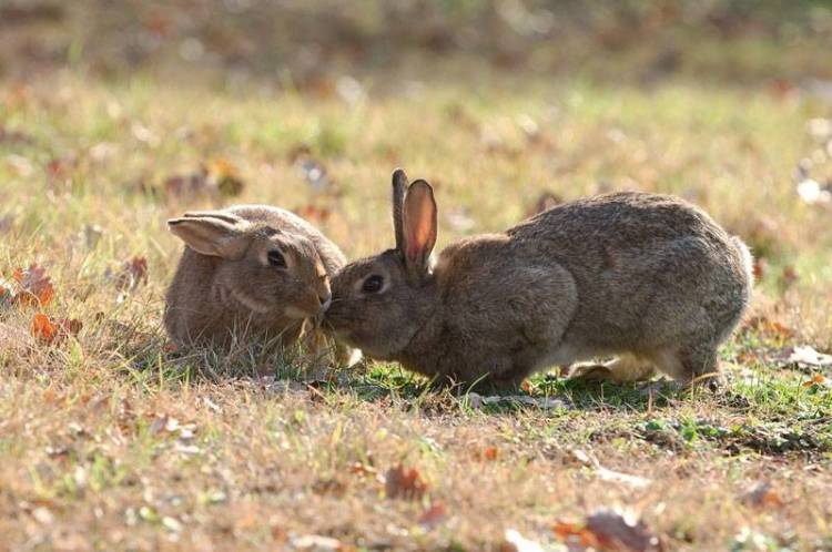 Ξεκίνησε η υποβολή δηλώσεων για ζημιές από αγριοκούνελα σε καλλιέργειες