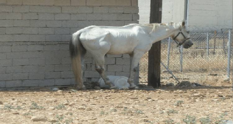 &Phi;&iota;&lambda;&omicron;&zeta;&omega;&iota;&kappa;ό &Sigma;&omega;&mu;&alpha;&tau;&epsilon;ί&omicron; &Lambda;ή&mu;&nu;&omicron;&upsilon;: "&Alpha;&nu; &delta;&epsilon;ί&tau;&epsilon; &zeta;ώ&alpha; &pi;&omicron;&upsilon; &delta;&epsilon;&nu; έ&chi;&omicron;&upsilon;&nu; &nu;&epsilon;&rho;ό, &pi;&omicron;&upsilon; &epsilon;ί&nu;&alpha;&iota; &delta;&epsilon;&mu;έ&nu;&alpha; &epsilon;&pi;ί &pi;&omicron;&lambda;&lambda;έ&sigmaf; ώ&rho;&epsilon;&sigmaf; &sigma;&tau;&omicron;&nu; ή&lambda;&iota;&omicron;..."