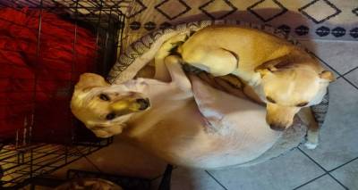 Έ&kappa;&kappa;&lambda;&eta;&sigma;&eta; &gamma;&iota;&alpha; &tau;&omicron;&nu; &epsilon;&nu;&tau;&omicron;&pi;&iota;&sigma;&mu;ό &delta;ύ&omicron; &sigma;&kappa;ύ&lambda;&omega;&nu; &sigma;&tau;&omicron;&nu; &Mu;&omicron;ύ&delta;&rho;&omicron;: &Chi;ά&theta;&eta;&kappa;&alpha;&nu; &omicron; &Omicron;&rho;&phi;έ&alpha;&sigmaf; &kappa;&alpha;&iota; &eta; &Gamma;&iota;&omicron;ύ&rho;&iota;